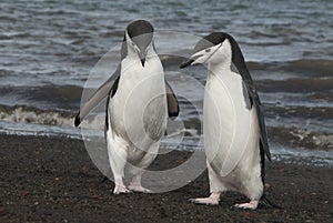 Chinstrap Penguin in Anatcrtica photo