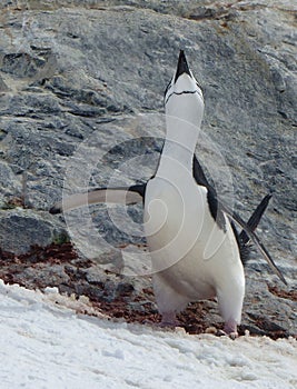 A Chinstrap penguin announces he is ready for his mate