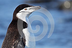 Chinstrap penguin, Antarctica photo