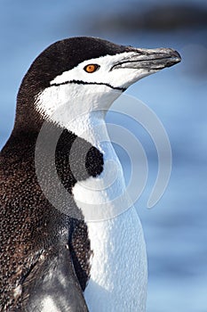 Chinstrap penguin, Antarctica photo