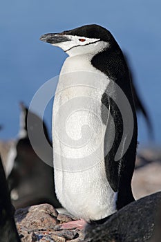 Chinstrap penguin, Antarctica photo