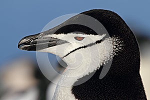 Chinstrap penguin, Antarctica