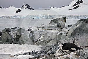 Chinstrap Penguin - Antarctica