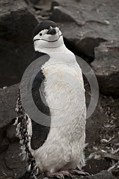 Chinstrap penguin in Antarctica