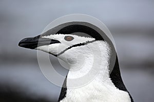 Chinstrap Penguin in Antarctica