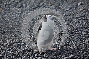 Chinstrap penguin in Antarctica