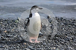 Chinstrap penguin in Antarctica