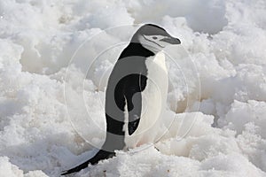 Chinstrap penguin in Antarctica