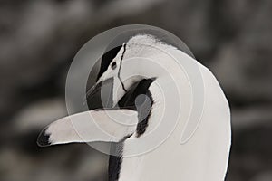 Chinstrap Penguin Antarctica