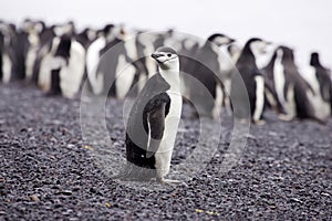 Chinstrap Penguin Antarctica photo