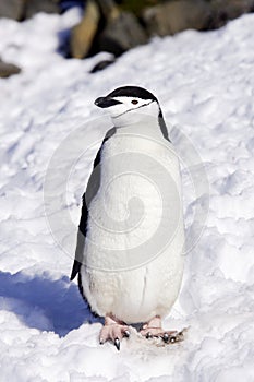 Chinstrap Penguin Antarctica