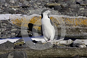 Chinstrap Penguin Antarctica