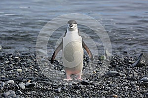 Chinstrap penguin in Antarctica