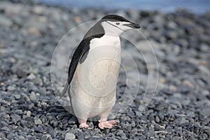Chinstrap penguin in Antarctica photo