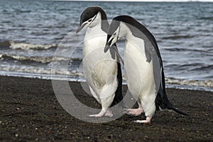 Chinstrap Penguin on the beach