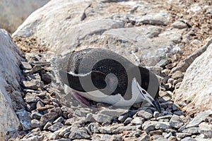 Chinstrap penguin on the beach in Antarctica