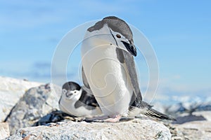 Chinstrap penguin on the beach in Antarctica