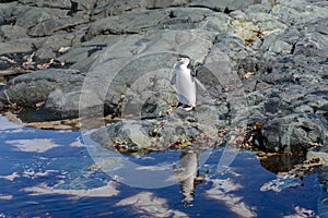 Chinstrap penguin on the beach in Antarctica with reflection