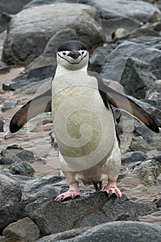 Chinstrap Penguin on Boulders