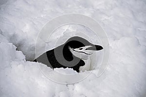 Chinstrap penguin buried in the snow, Antarctica