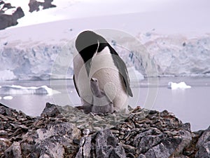 Chinstrap penguin with chick photo