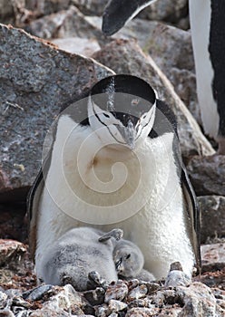 Chinstrap Penguin with chick