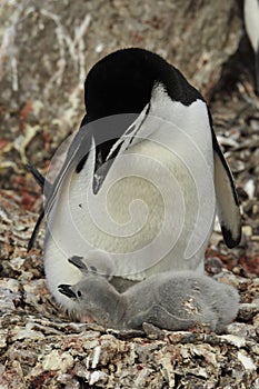 Chinstrap Penguin with chick photo