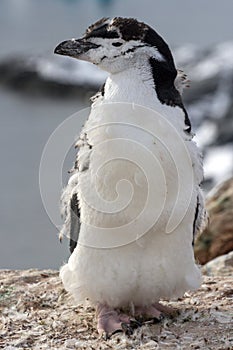 Chinstrap Penguin or Chinstrap able to molt