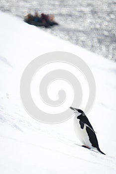 Chinstrap penguin climbs snowy slope near inflatable