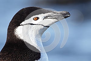 Chinstrap penguin close-up, Antarctica