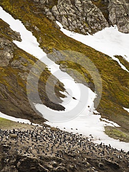 Chinstrap Penguin Colony at Baily Head, Antarctica