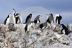 A Chinstrap Penguin Colony with rocks