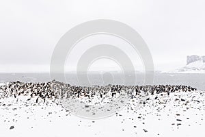 A Chinstrap Penguin Colony with rocks and snow