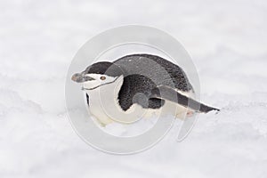 Chinstrap penguin creeping on snow in Antarctica