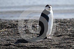 Chinstrap penguin on dark beach of Deception Island, Antarctic Peninsula