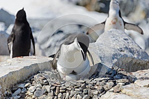 Chinstrap penguin with egg on the beach in Antarctica