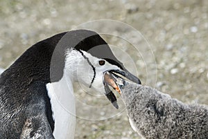 Chinstrap penguin feeding chick