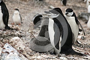 Chinstrap penguin with fledglings on nest