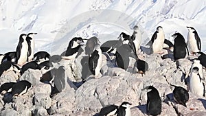 Chinstrap penguin flock on rock