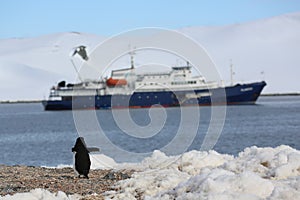 Chinstrap penguin in front of the cruise ship in Antarctica