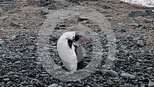 Chinstrap Penguin on Half Moon Island