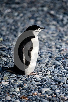 Chinstrap penguin on Half Moon Island, Antarctic Peninsula