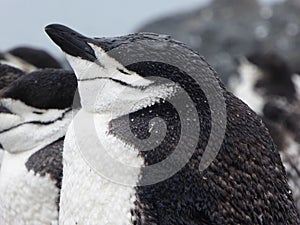 Chinstrap Penguin on Half Moon Island in Antarctica