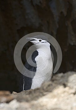 Chinstrap Penguin, Keelbandpinguin, Pygoscelis antarcticus