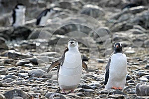 A Chinstrap Penguin on the left and a Gentoo Penguin on the right, Antarctic Peninsula