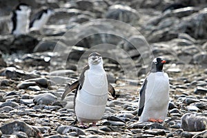 A Chinstrap Penguin on the left and a Gentoo Penguin on the right, Antarctic Peninsula