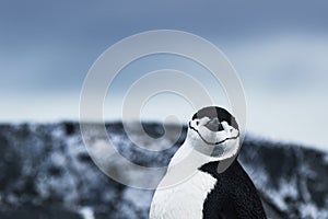 Chinstrap Penguin looking at the viewer