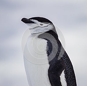 Chinstrap penguin with obvious chin markings of Antarctica