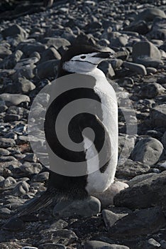 Chinstrap Penguin, Paulet island,