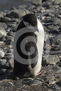 Chinstrap Penguin, Paulet island,